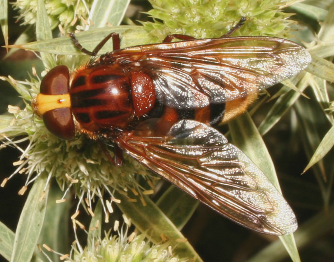 Volucella zonaria